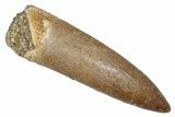 Fossil Plesiosaur (Zarafasaura) Tooth - Morocco #344232-1